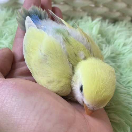 牡丹鹦鹉活鸟小型鸟活体幼鸟成年手养宠物鹦鹉金顶白面紫蓝腰澳桂