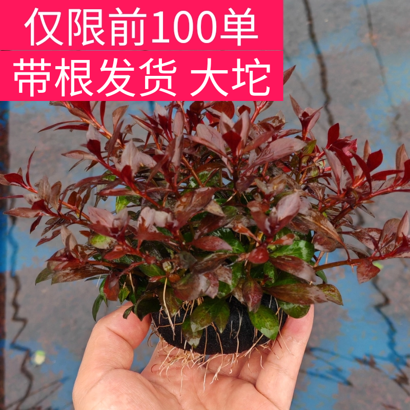 大叶紫红丁香坨草水草鱼缸造景真植物水族