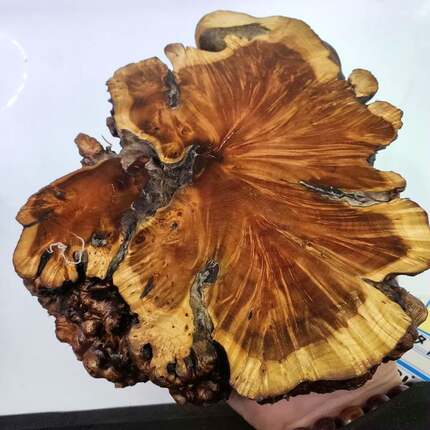 麻梨疙瘩底座切片茶杯垫原木根雕摆件摆件实木奇石崖柏底托