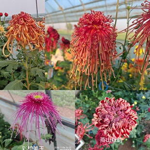 新品种链接盆栽重瓣球形菊花苗室内阳台开花植物带花卉花期长耐寒