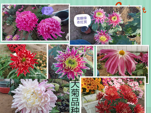 绿植阳台庭院带花苞耐寒