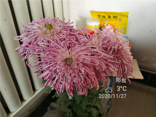 美观菊花草本冬季绿色植物