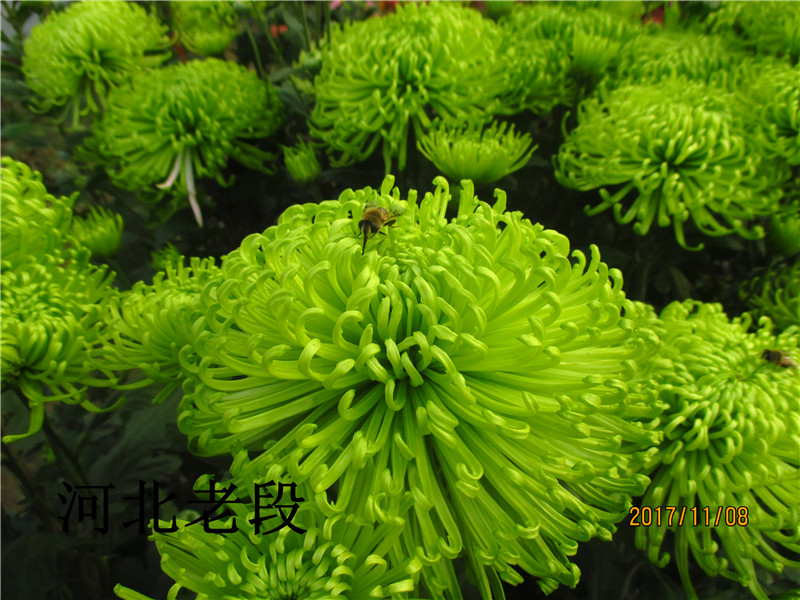 绿安娜 新品菊花小苗大菊花苗四季菊苗包对版当年开花庭包活花卉