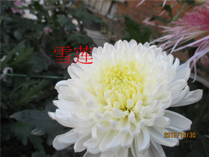 雪莲  新品雏菊菊花小苗大菊花苗四季盆栽苗包对版当年开花观花