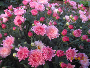 夏菊名流千秋抗热粉北京 夏菊苗新品菊花小苗花期长盆栽苗包庭院