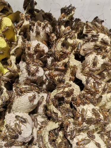 蟋蟀油葫芦活物饲料蜥蜴守宫蜘蛛斗虫口粮油葫芦活体