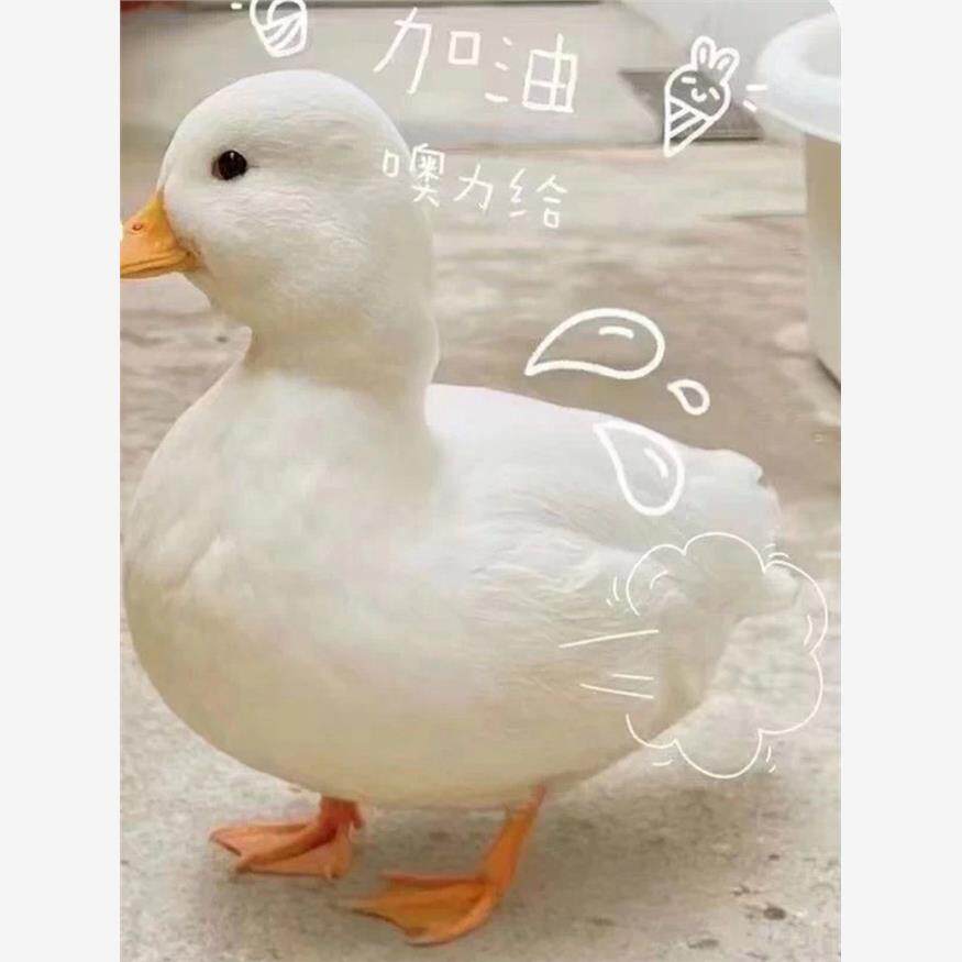 正宗宠物柯尔鸭活苗宠物网红可达鸭幼崽活体SS活柯尔鸭仔顺丰包活