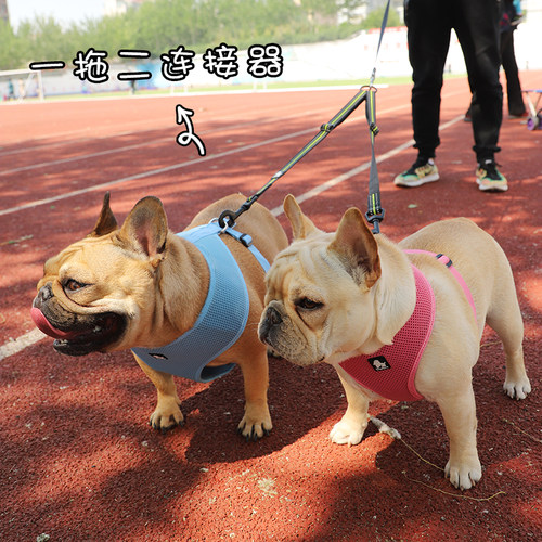 truelove德国一拖二两只斗牛犬