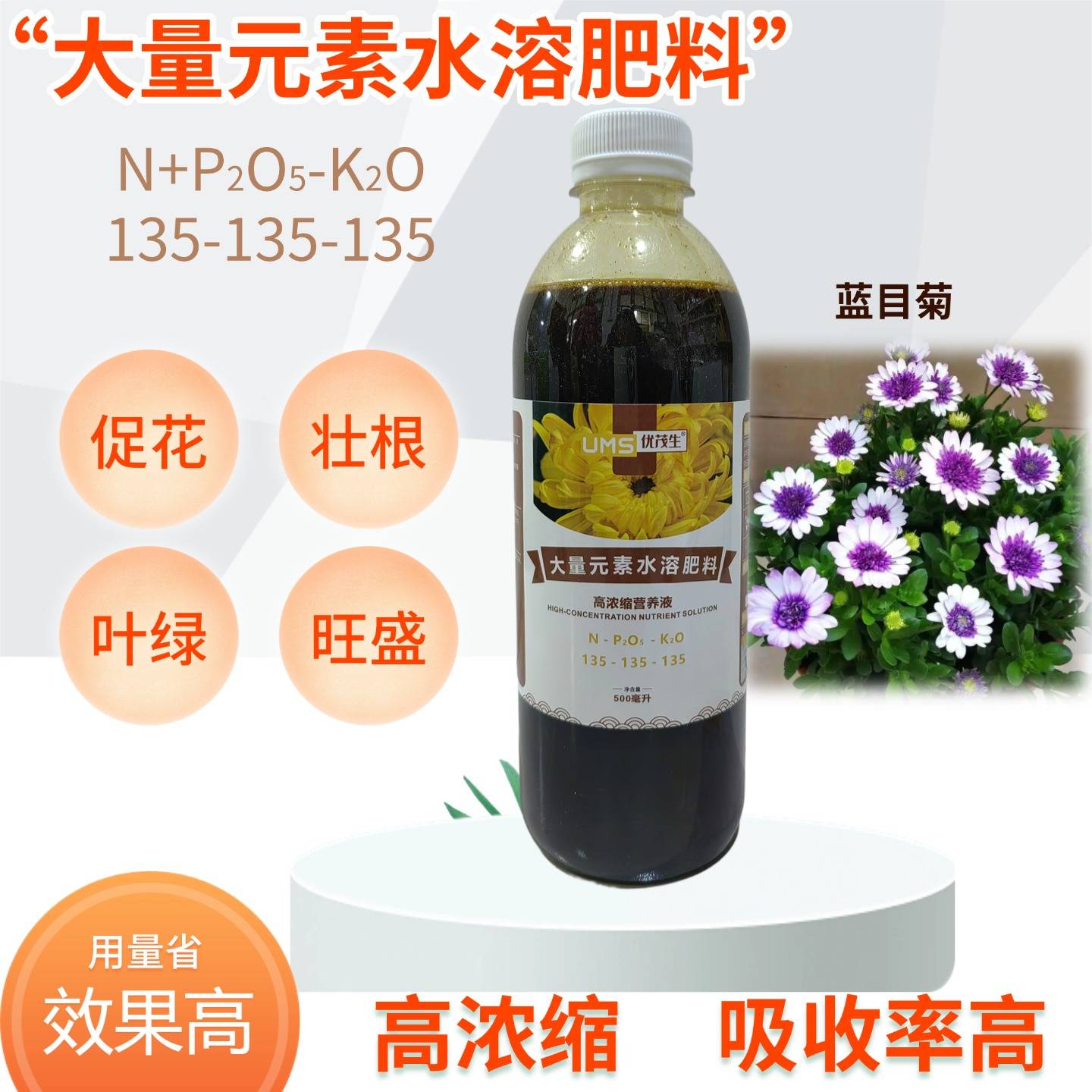 蓝目菊非洲菊乒乓菊菊花水溶肥料