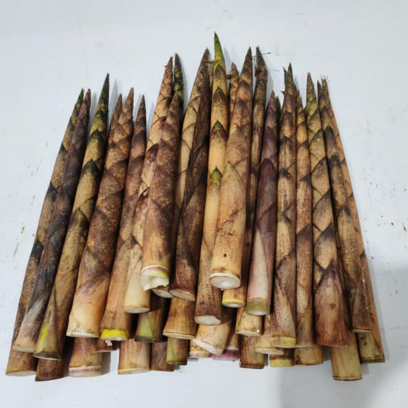 带壳新鲜高山野生小竹笋刺竹笋八月笋水竹笋方竹笋牛尾笋火锅食材
