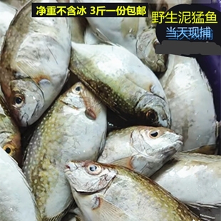 新鲜现捕海钓泥猛鱼广东南海水产冷冻柠檬鱼包邮当天捕捉小中大鱼
