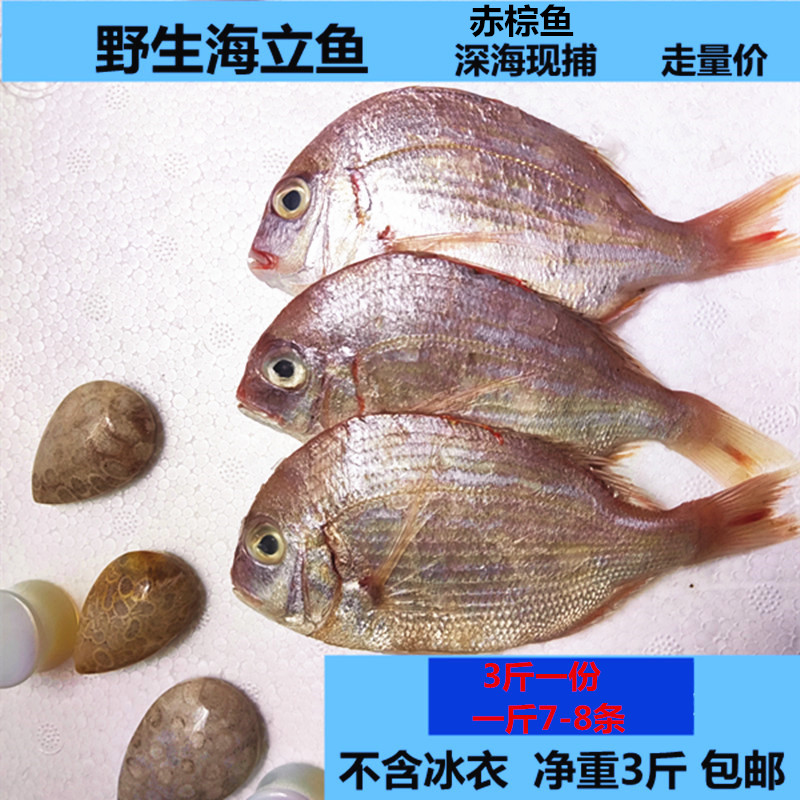 新鲜海产鲜活冷冻广东潮汕海水产赤棕鱼红立鱼 3斤包邮现捕红翅鱼