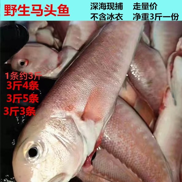 本港现捕海钓新鲜马头鱼大方头鱼甘鲷包邮鲜活速冻海水产马头鱼图片