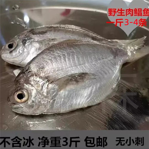 新鲜大肉鲳本港现捕银鲳鱼广东深海鲜活冷冻蓝鲳鱼南海水产包邮