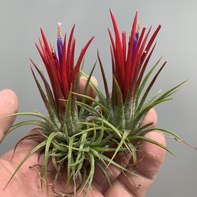 空气凤梨 福果精灵 花期福果丛生  基地直销双十一特价包邮