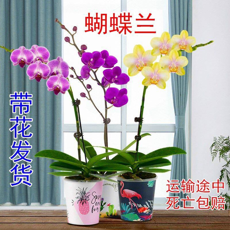 蝴蝶兰花洋兰室内花卉组合盆栽好养绿植办公室防辐射净化空气植物