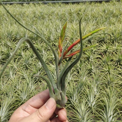 美杜莎空气凤梨无土植物
