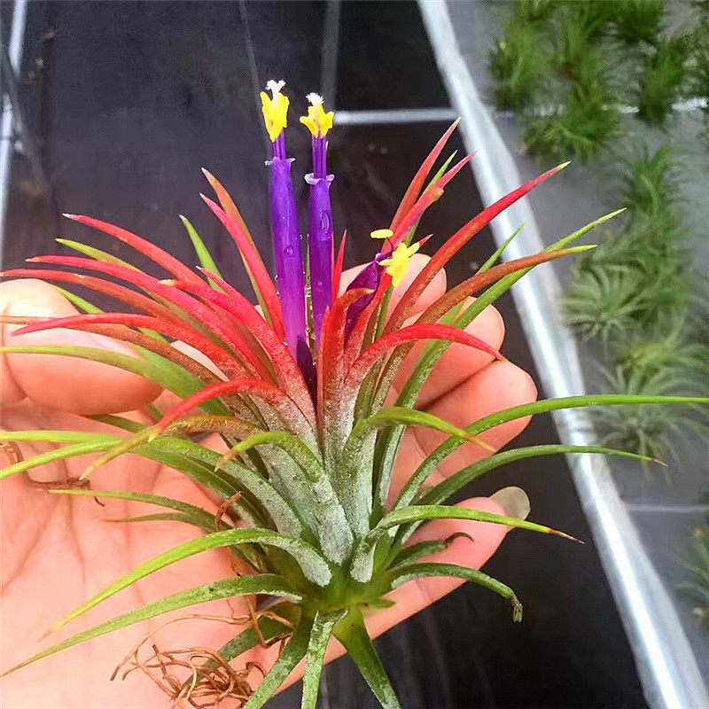 空气凤梨全红精灵空凤鲁卜拉无土多肉植物迷你绿植盆栽花卉很好养