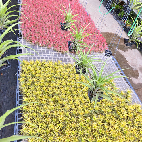 空气凤梨Tillandsia 无土桌面懒人绿植儿童礼物趣味迷你小盆栽
