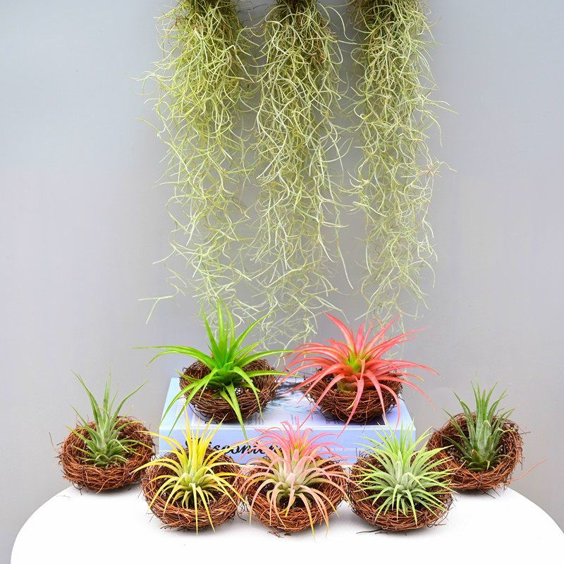 空气凤梨红精灵贝可利鸟窝老人须净化室内桌面无土栽培植物易养护