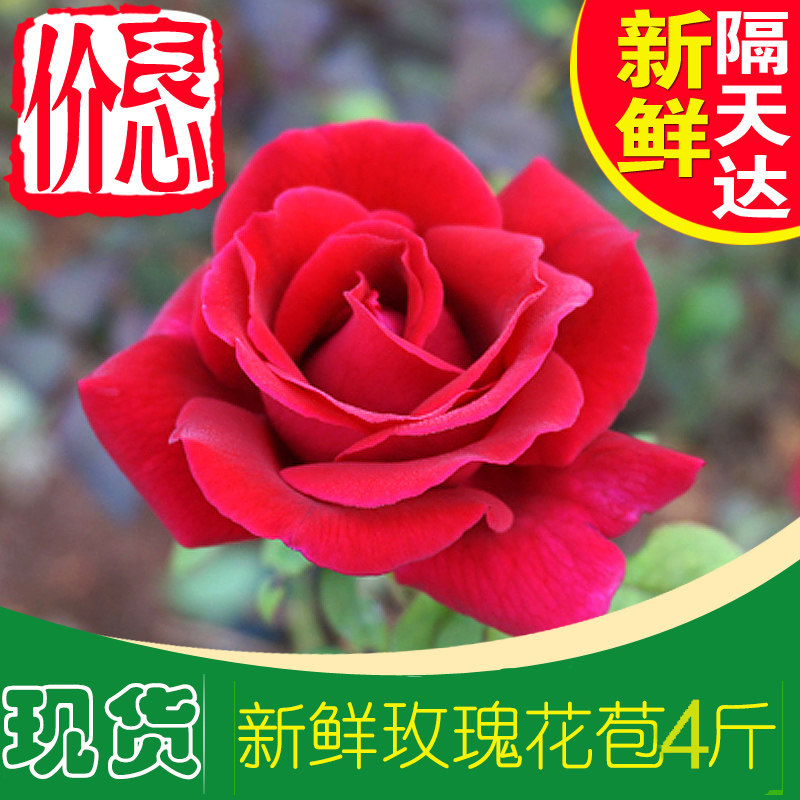 现摘云南新鲜食用红玫瑰花蕾图片