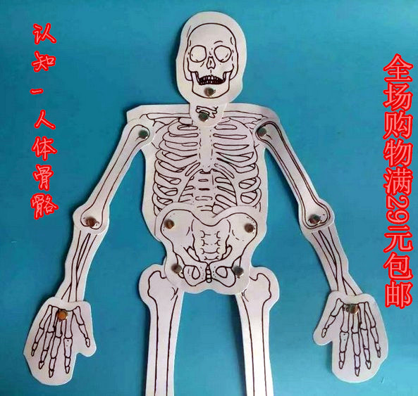 科技发明小制作实验人体骨骼diy