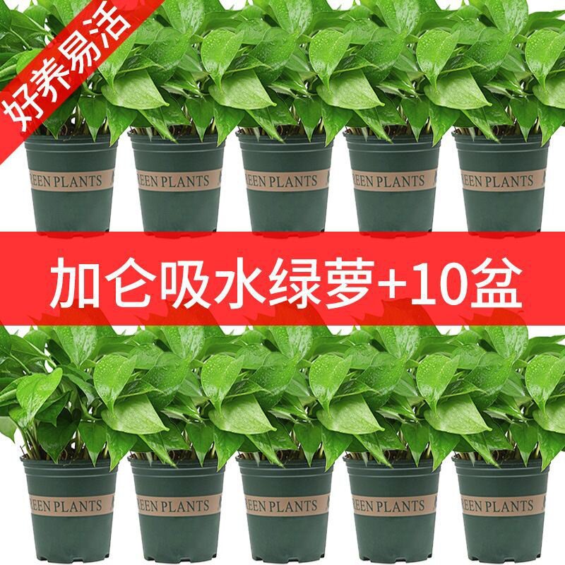 极速绿萝植物厕所小苗绿箩吸水壁挂绿罗长藤客厅玻璃杯玻璃瓶土培