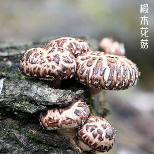 通江椴木野生花菇农家香菇冬菇蘑菇干货肉厚醇香250g