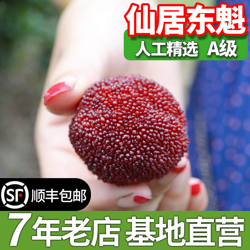 仙居杨梅新鲜东魁杨梅当季孕妇水果特级高山大杨梅现摘现发礼盒装