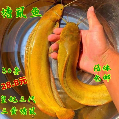塘虱苗塘角鱼胡子鲶三黄塘虱