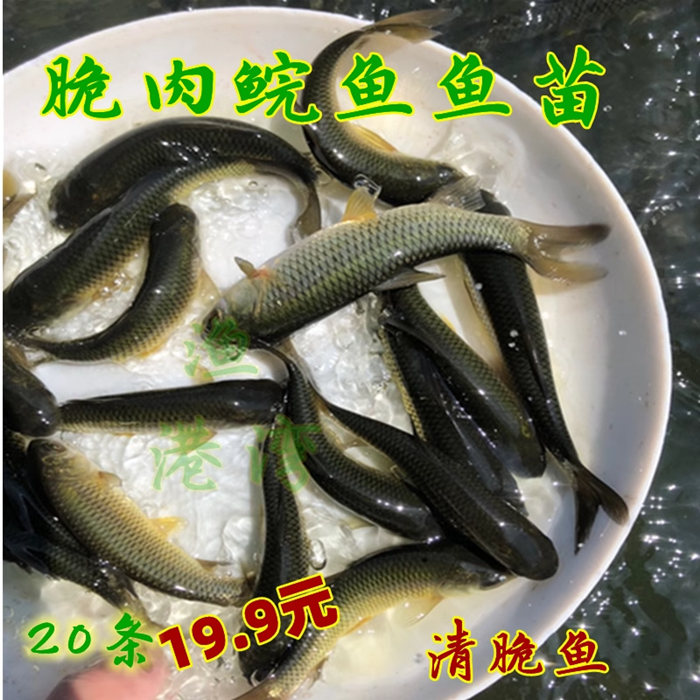 脆皖鱼苗淡水脆肉皖鱼苗活体养殖