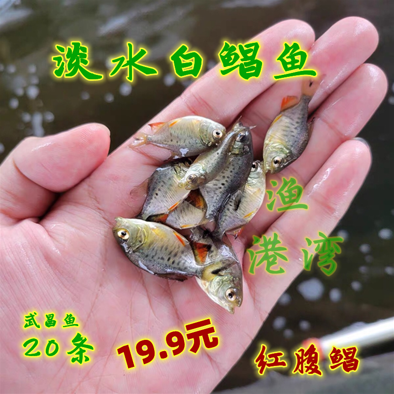 淡水白鲳鱼苗淡水养殖鱼苗活体