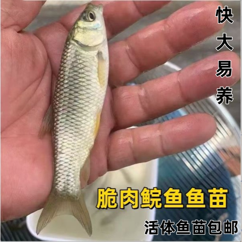 正宗中山脆肉鲩鱼苗耐寒淡水