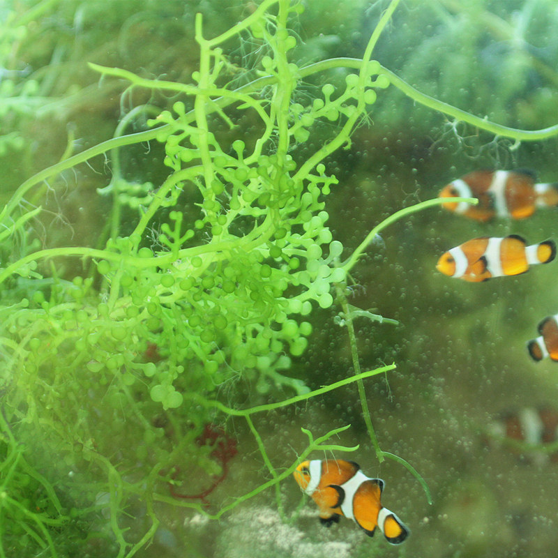 海缸高等藻大葡萄藻海水水草活物海缸活体海藻吸收营养盐造景水藻