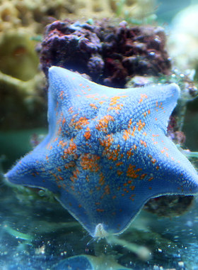 冷水系耐寒海星活体宠物学生好养