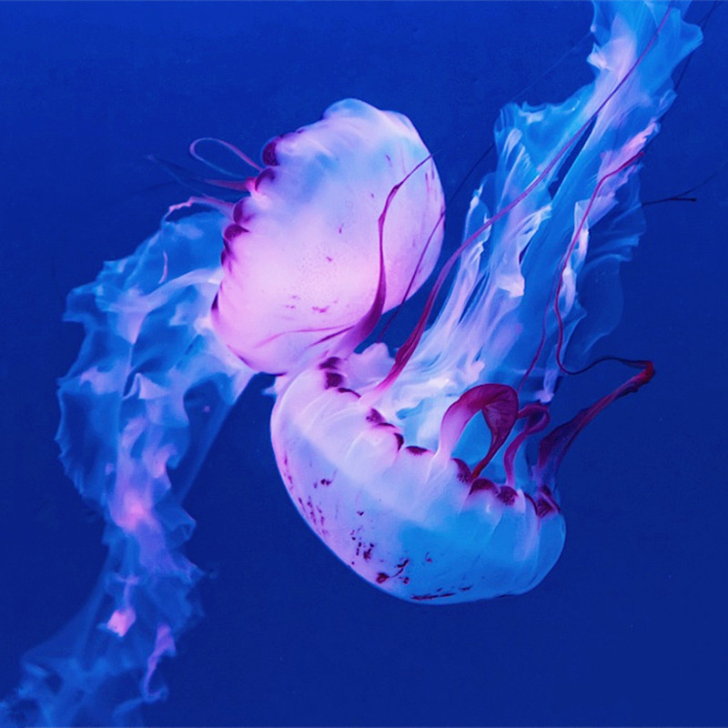 紫纹海刺水母活体海水鱼活体中大型水母海水观赏鱼人工繁殖冷水系