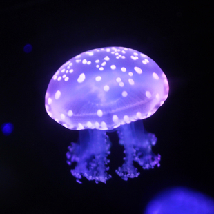 巴布亚硝水母活物体珍珠斑点蓝色巴布亚观赏海洋宠物梦幻彩色水母