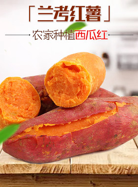 兰考红薯沙地红心新鲜红薯现挖