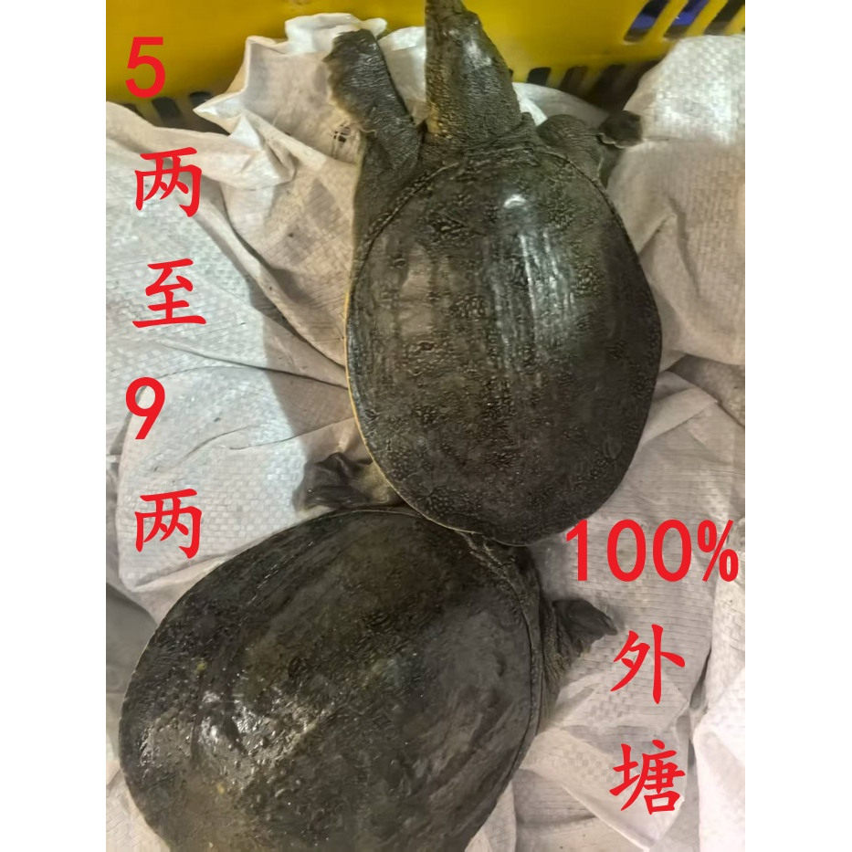 活体外塘生态甲鱼苗小甲鱼中华鳖麻辣甲鱼