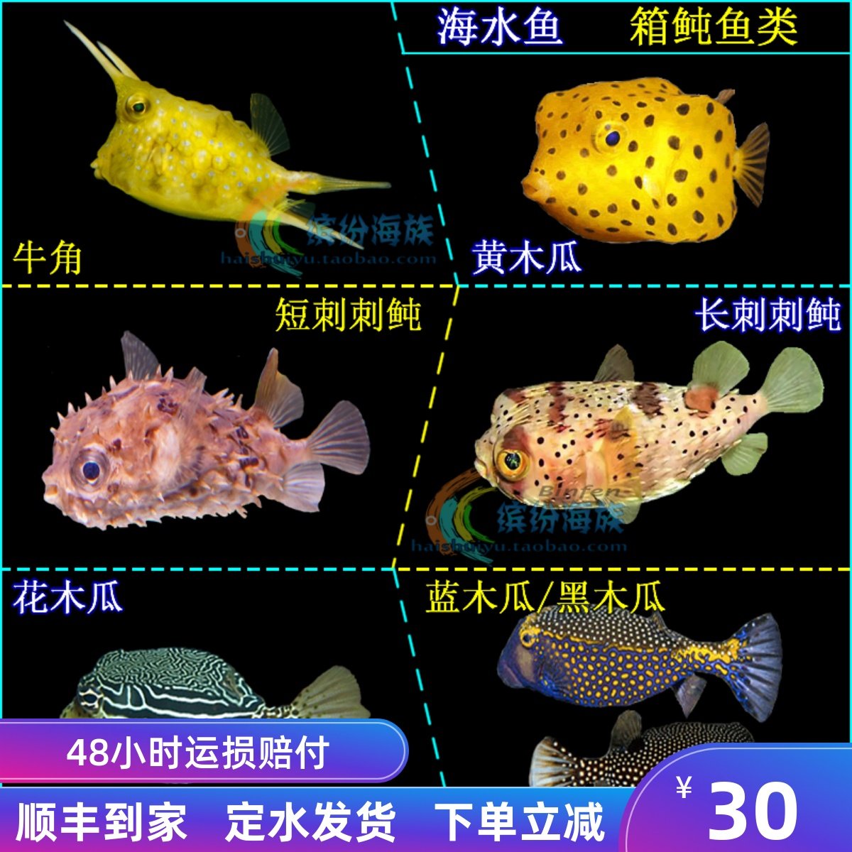 热卖活体海水鱼牛角黄木瓜短刺长刺刺瓜刺鲀花木瓜蓝黑珍珠木瓜鱼