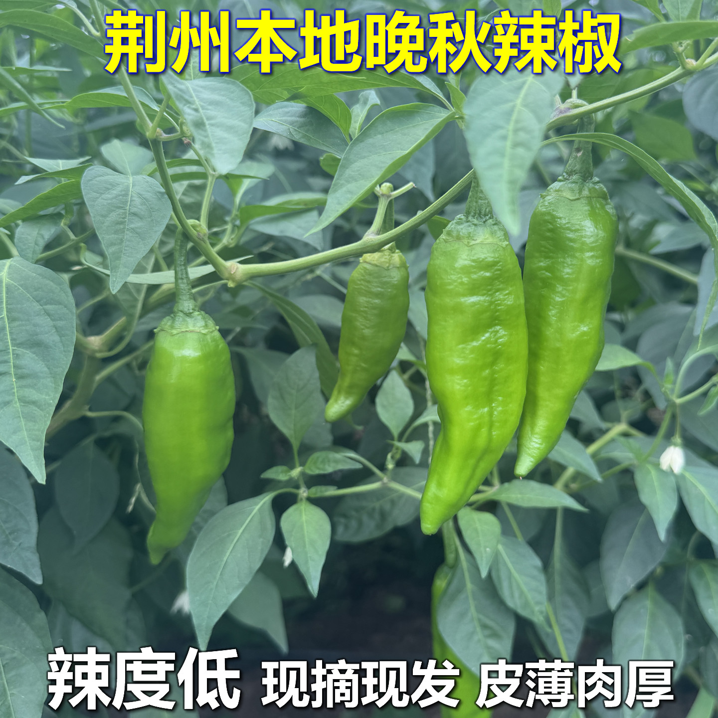 荆州本地晚秋新鲜土辣椒