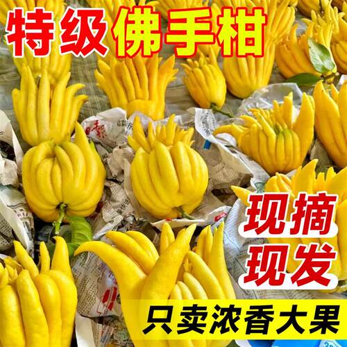 佛手柑鲜果新鲜佛手瓜切带枝室内摆件清供观赏闻香可食用花卉盆栽