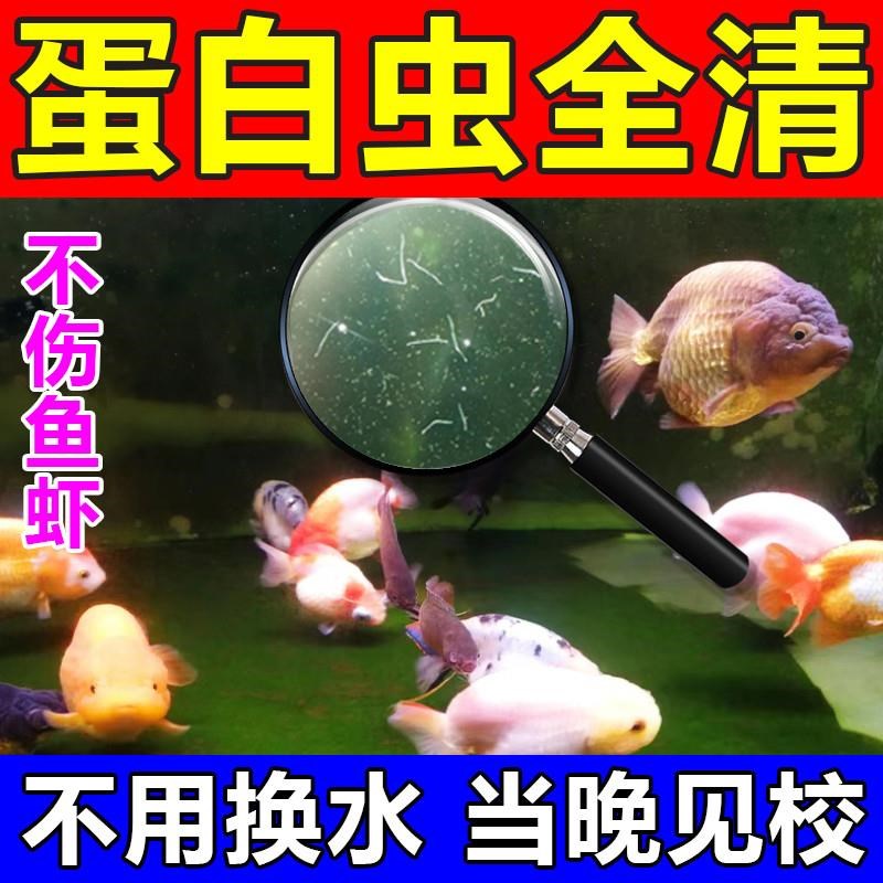 鱼缸除蛋白虫鱼缸寄生虫根线虫专用药龟草涡虫观赏鱼缸专用杀虫药
