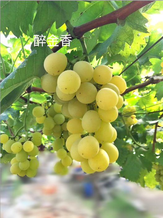 勿拍21年已售罄 宁波丁家山醉金香葡萄发货 23年8月初再约