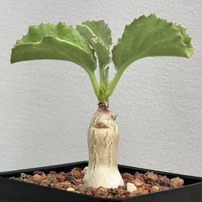 城南别院安哥拉葡萄翁大戟科鬼切阁多肉植物实物一物一拍
