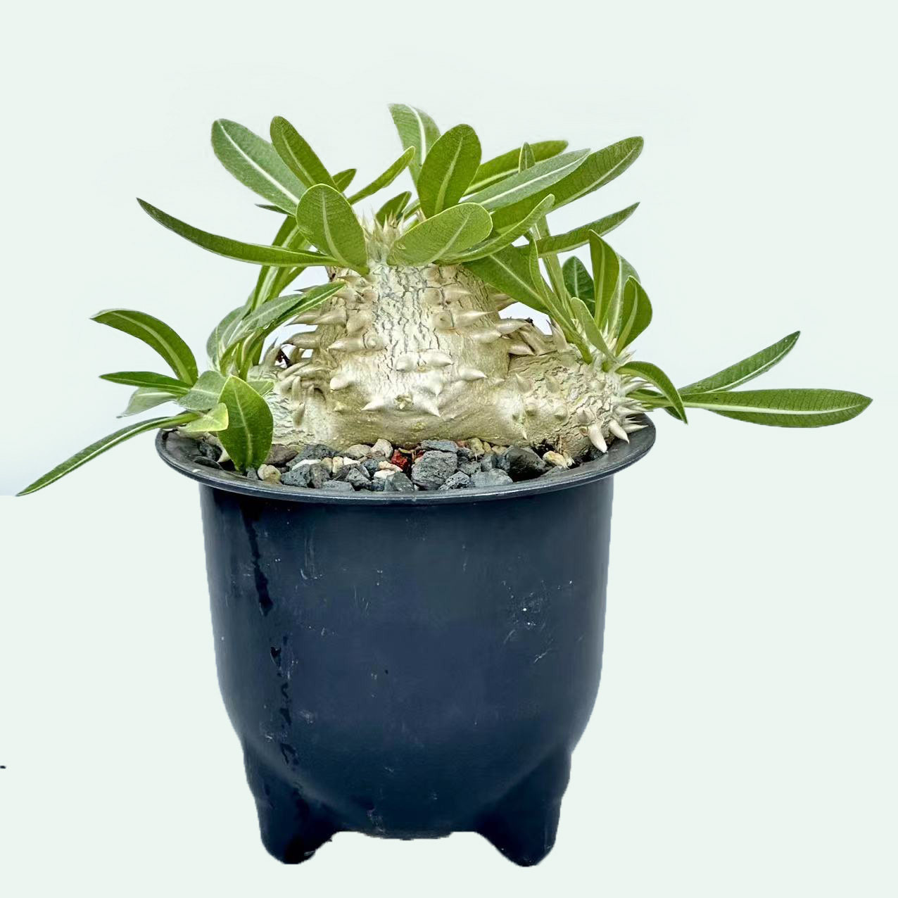 城南别院大戟科多肉植物象牙玉Pachypodium eburneum实物一物一拍