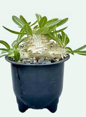 城南别院大戟科多肉植物象牙玉Pachypodium eburneum实物一物一拍