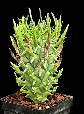 城南别院斗牛角大戟非洲大戟Euphoria schoenlandii一物一拍实生