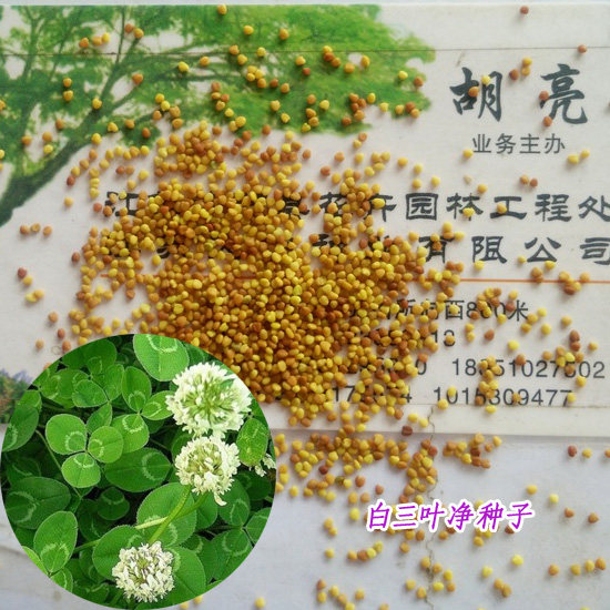 进口草种白三叶草种子净种红三叶种子白车轴草幸运草四叶草