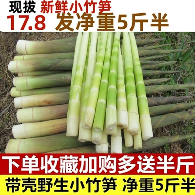 江西野生小竹笋现挖带壳水竹笋